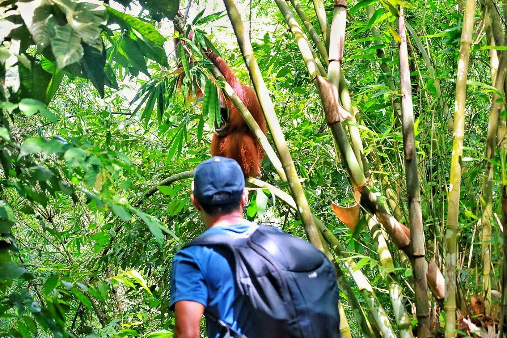 Batu Kapal Guest House & Jungle Trekking Bukit Lawang Exteriör bild